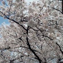 青空と満開桜。