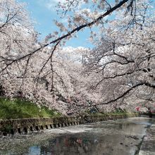 水面に浮かぶ桜の花びらが美しい。