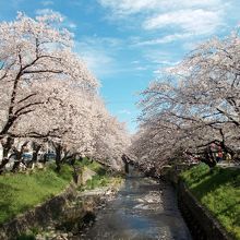 空が急に明るくなって桜もよりきれいになりました。