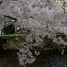 テラス席から見える桜