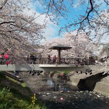 橋の真ん中の四阿と左手前の菜の花がポイント。