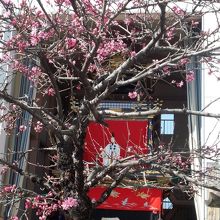 神明生田神社の山車とキクモモの花。