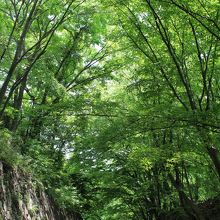 新緑が綺麗です