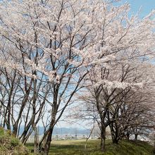 杭瀬川右岸の満開桜並木。