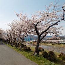 御幸橋付近の桜並木。