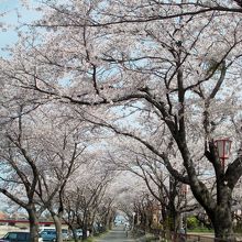 左岸のほうが桜鑑賞には向いてます。