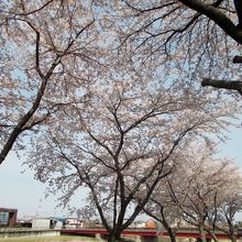 桜並木越しに相川橋が垣間見えます。