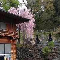 近くのお寺の桜きれいでした