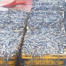 新鮮な小イワシ