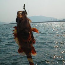 防波堤ではカサゴ（ガシラ）を釣っていました