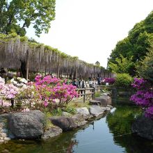 日本庭園のツツジと藤棚の九尺藤。