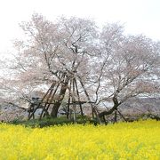桜の名所、しかし静岡県民でもあまり知られてない
