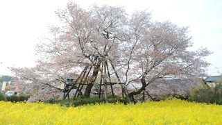 桜の名所、しかし静岡県民でもあまり知られてない