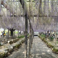 すごい人出でしたが、藤は見頃を過ぎていました。