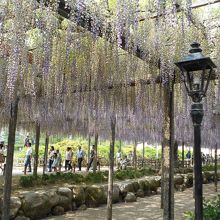 ライトアップされた姿を一度は観たいなぁ。