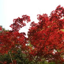 締めは藤ではなく「赤もみじ」。