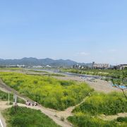 桂川沿いの広大な公園。