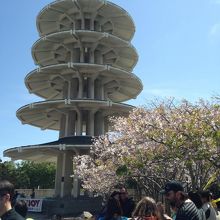 桜が咲いています。少しだけ。。