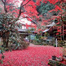客殿手前の紅葉と散紅葉の絨毯。素晴らしい。