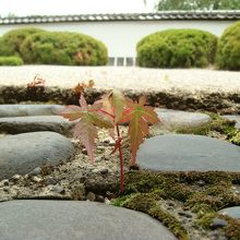 一木一草を大切にするというが、ここに生えたモミジの運命は？