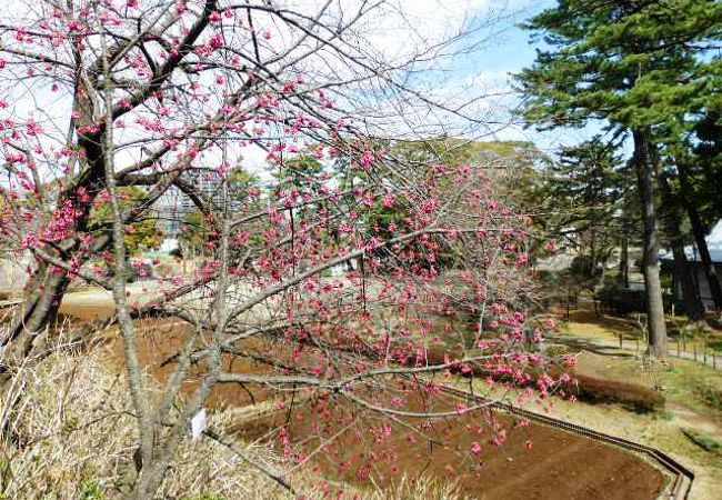 小田原桜まつり クチコミ アクセス 営業時間 小田原 フォートラベル