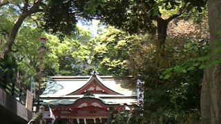 新緑がまぶしい！パワースポット。