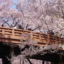 写真撮影スポットで人気の桜雲橋