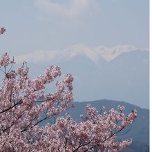 桜ごしに南アルプスが見える景色