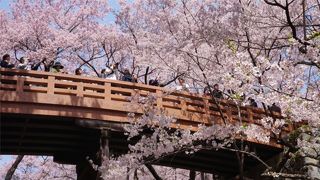 やっぱり桜の季節！すばらしい桜の景色