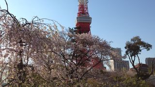 東京タワー周辺のオアシス
