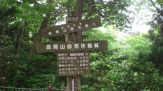 5月ならきれいな緑の中を歩ける。