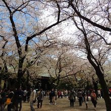 靖国神社境内満開の桜
