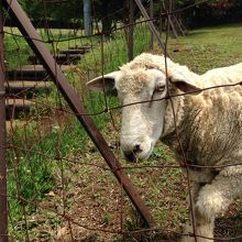 直ぐ近くで放牧されてる羊さん。食べたラム肉はオーストラリア産