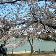 刈谷市北部にある桜の名所