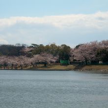 洲原公園に咲く満開桜を洲原池越しに撮影したものです。