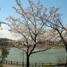 遠景だけでなく散策路にも桜はあるのです。