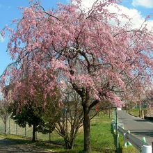 愛知教育大学手前の枝垂桜。