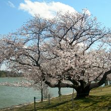 亀城公園も良いが、スケール感ではこっちの方が上だね。