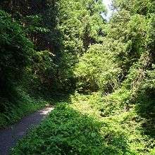 今回登った6号路は、沢沿いで植物も豊富でした