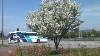 リンゴの花の季節が最高に美しかったです