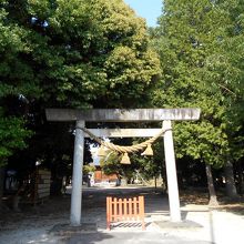 うっそうとした樹林に囲まれた大鳥居。奥に見えるのが拝殿です。