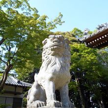 左手の狛犬と青もみじ。