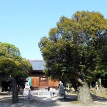 拝殿右手前の巨木「スダジイ」。