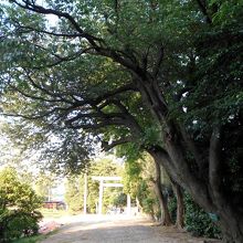参道途中にあるヤマザクラの大木。緑が発する空気がおいしい。
