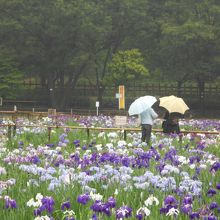 なかなか電車がタイミングよくとおらないなぁ。