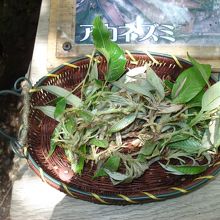 ムササビが食べた木の枝や葉の残り。
