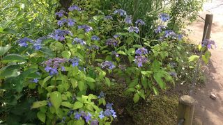 紫陽花はこれから