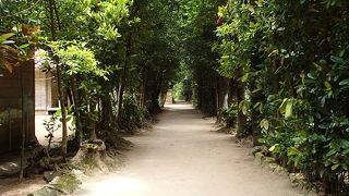 よく探さないとわからない並木