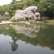 岡山城主池田家の菩提寺と枝垂桜