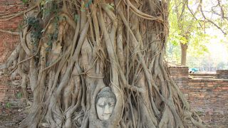大木に埋められた仏頭